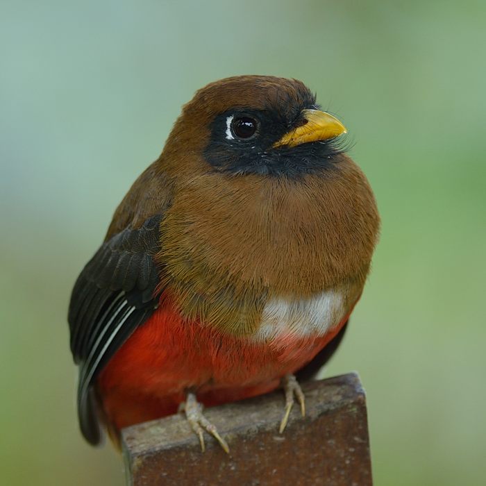 Maskertrogon